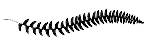 fern