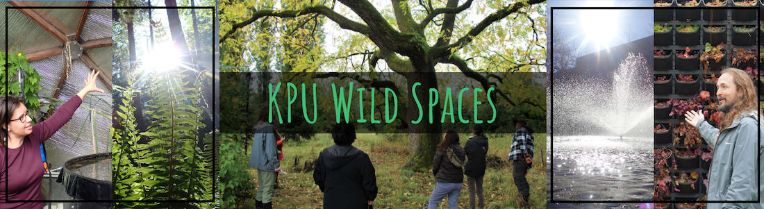Banner image for Wild Spaces showing KPU Farm, a tree at KPU Langley, Surrey courtyard pond